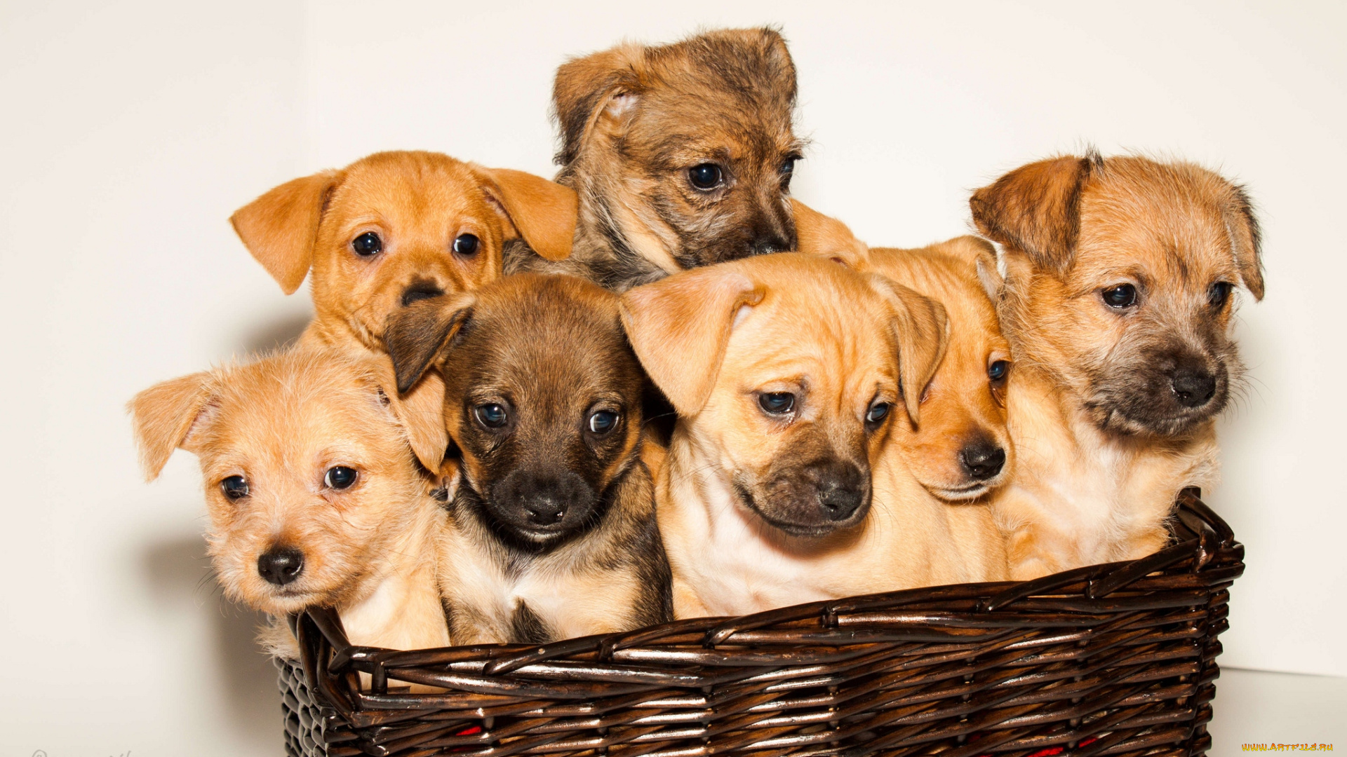 животные, собаки, корзина, щенки