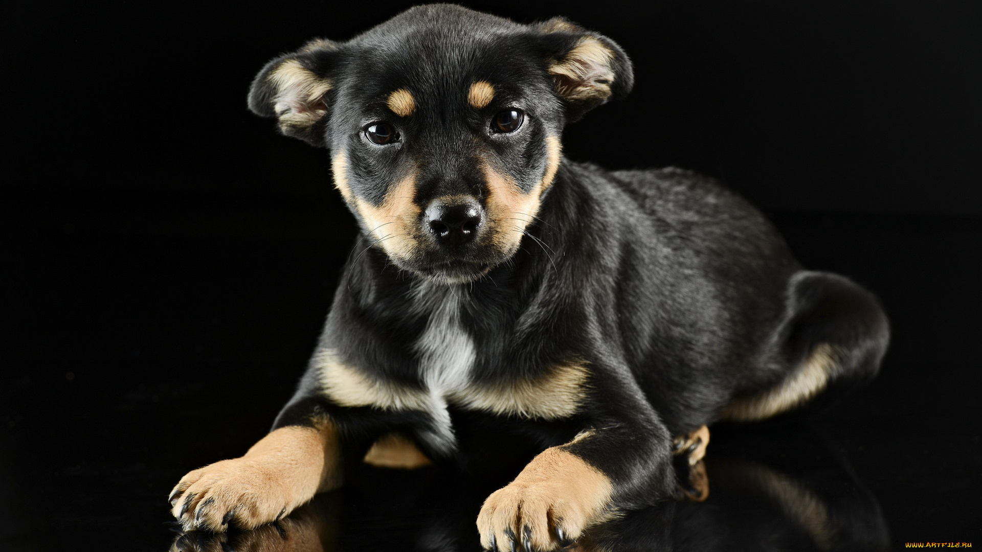 животные, собаки, собака, взгляд