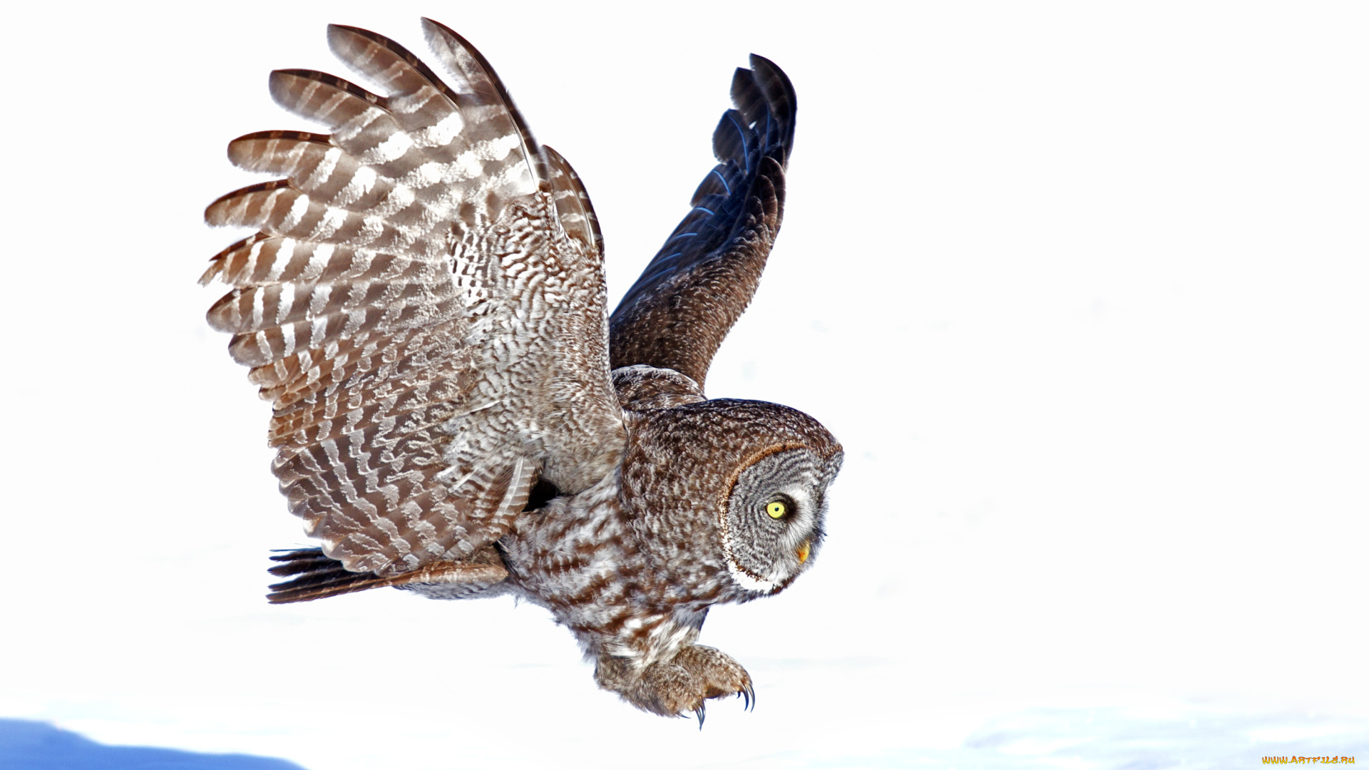 животные, совы, неясыть, снег, посадка