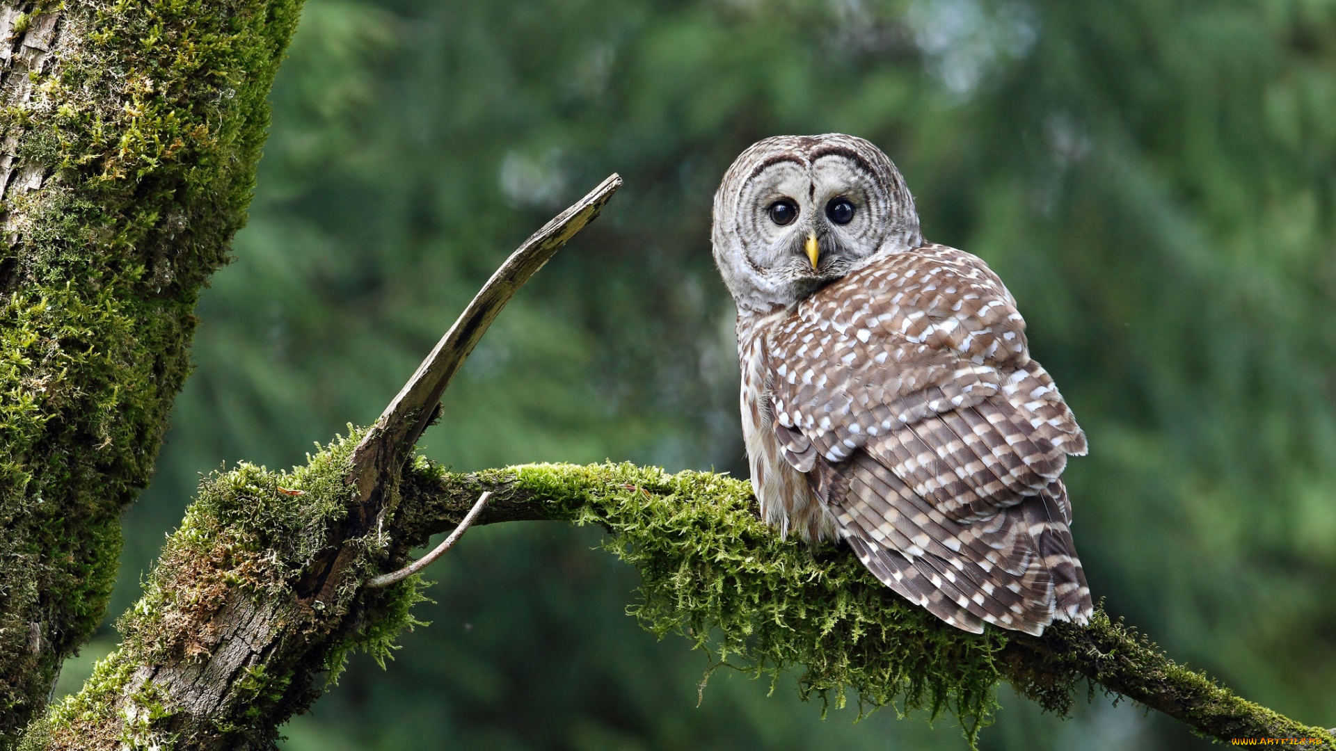 животные, совы, пёстрая, неясыть, сук, мох
