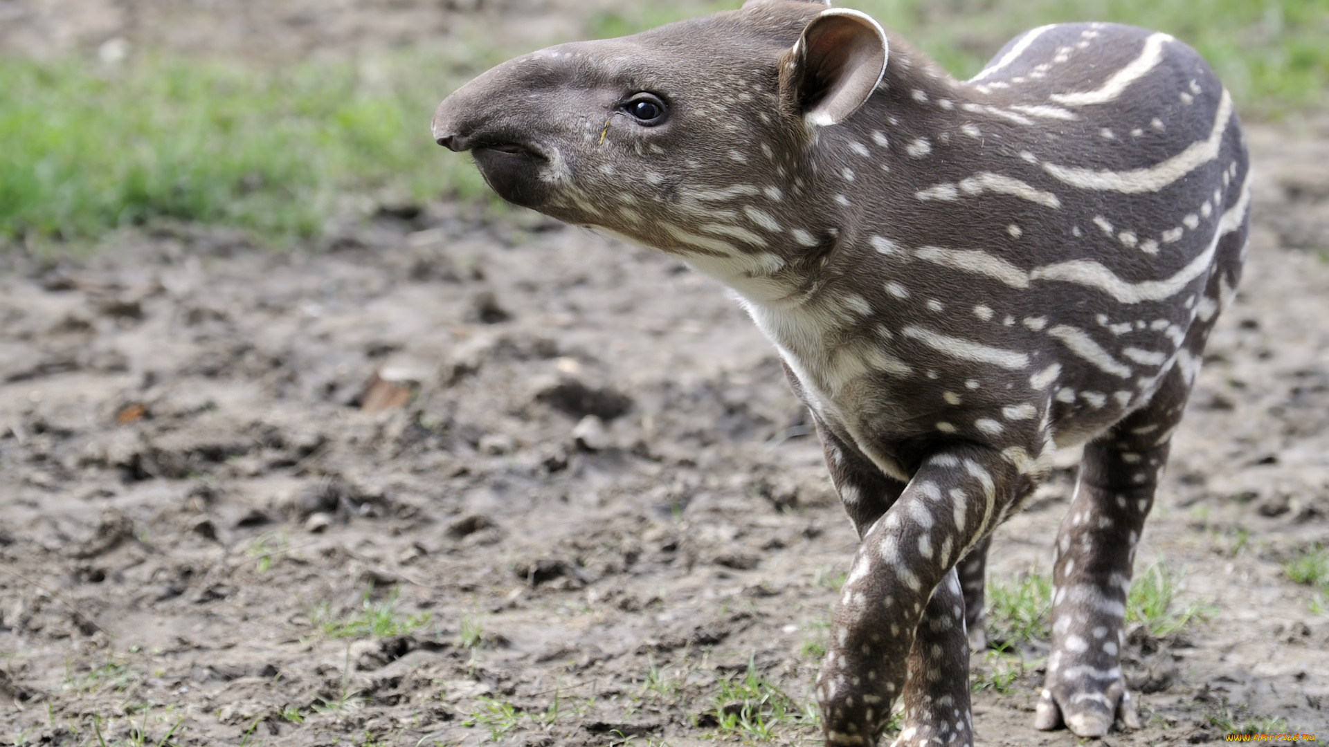 животные, тапиры, малыш, полосочки