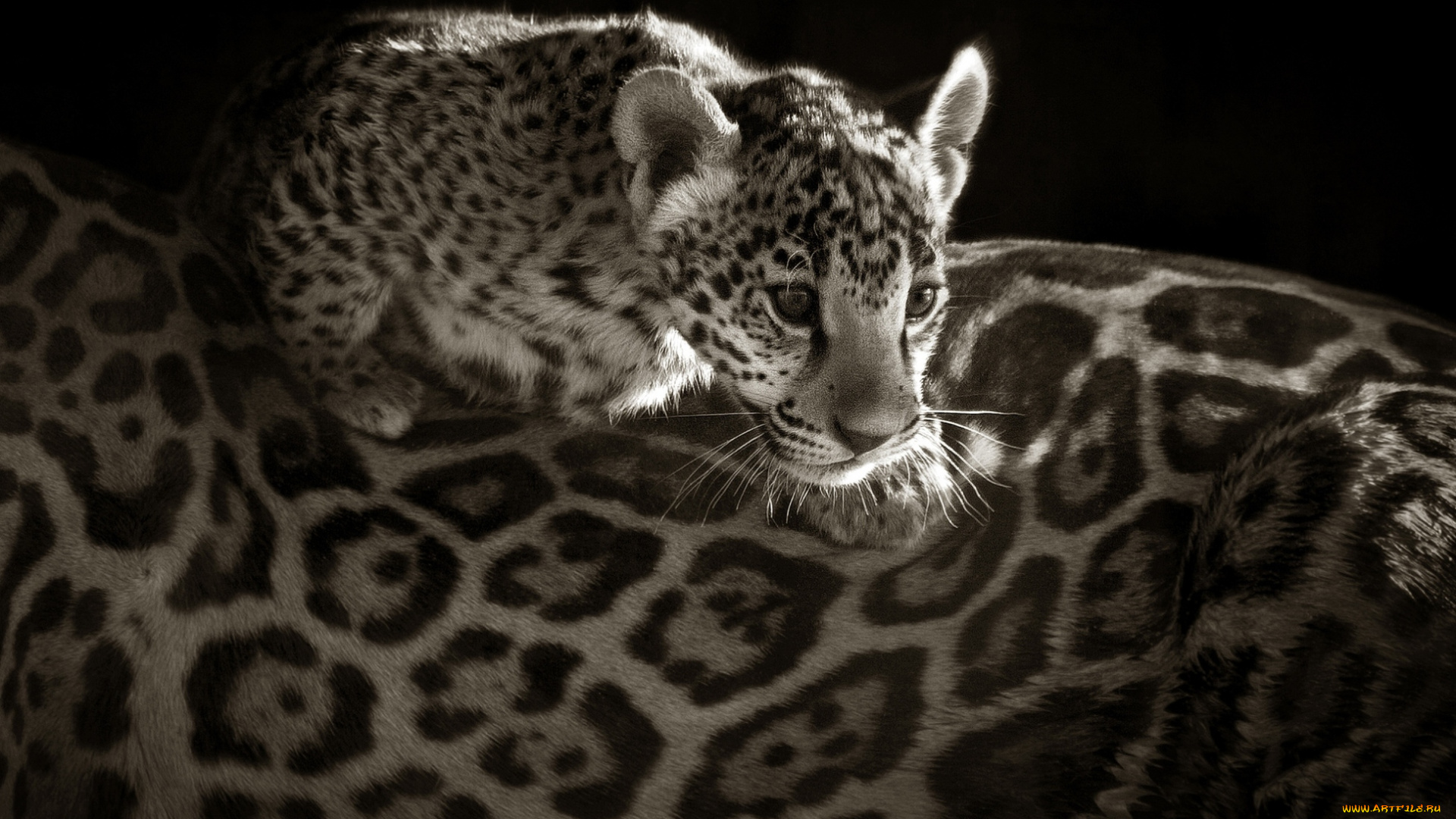 животные, Ягуары, розетки, малыш