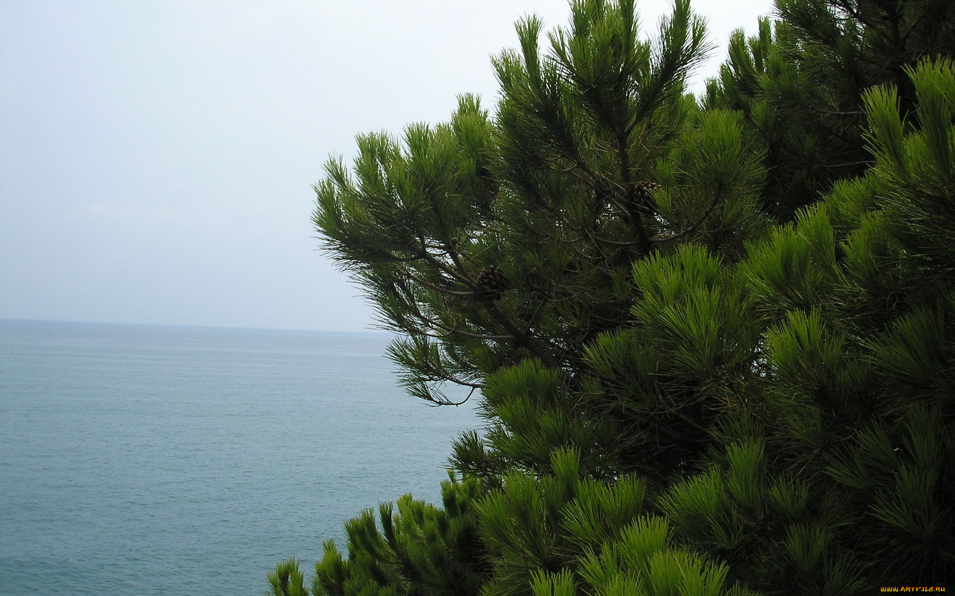 природа, деревья, пиния, вода