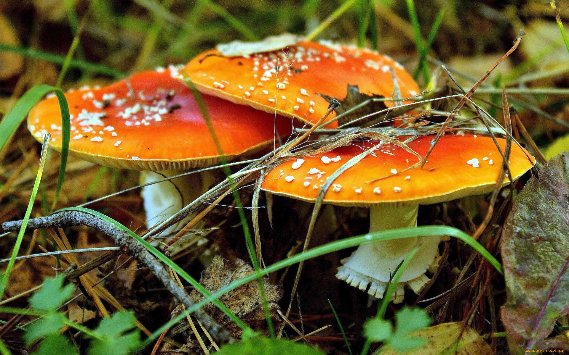 природа, грибы, мухомор, трио