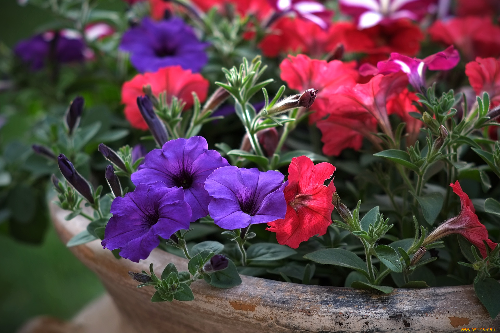 цветы, петунии, калибрахоа, красный, фиолетовый