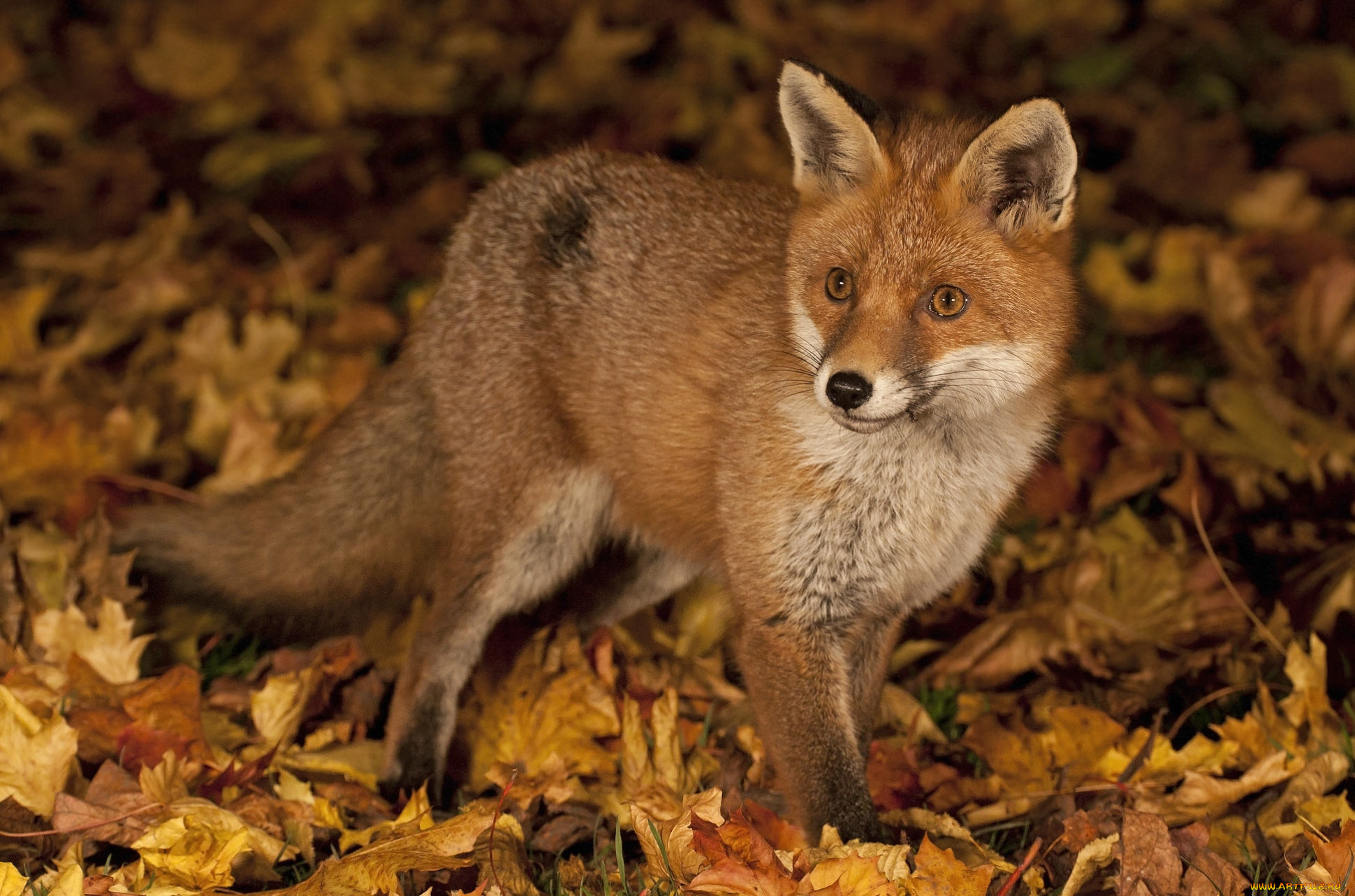 животные, лисы, рыжая
