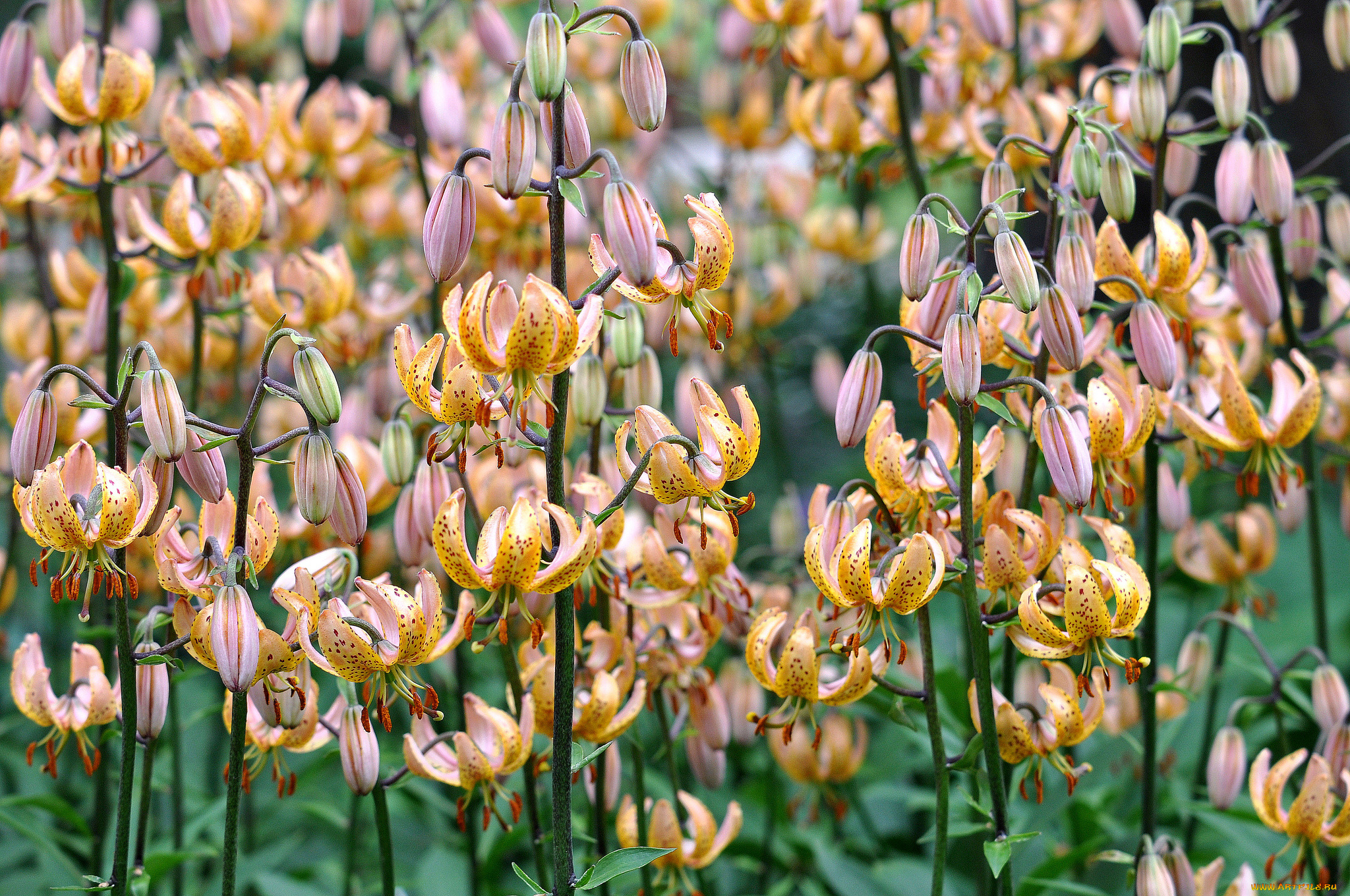 цветы, лилии, лилейники
