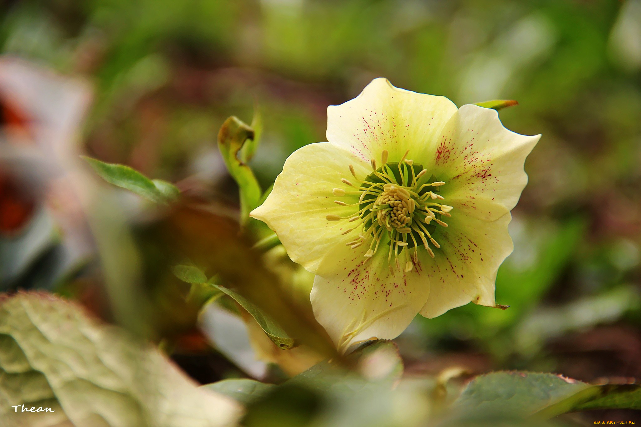 цветы, геллеборус, морозник, нежность