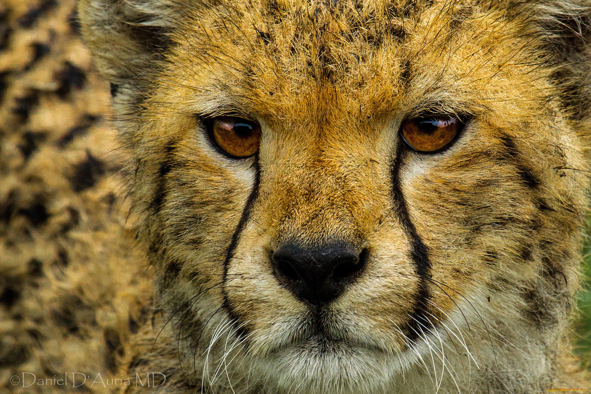 животные, гепарды, портрет