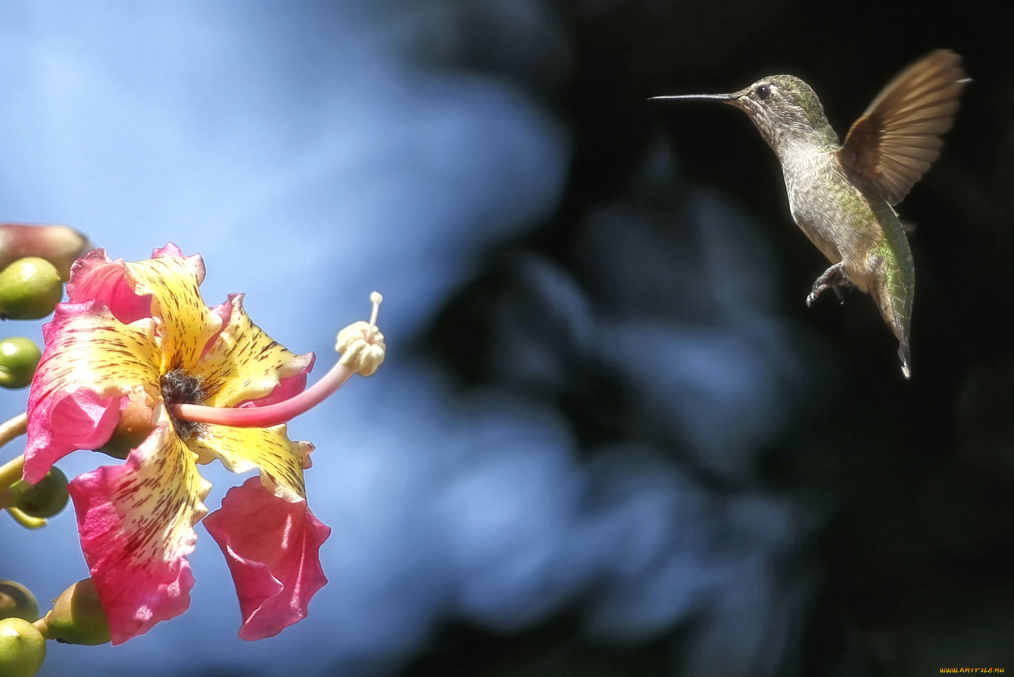 животные, колибри, полет, кроха, гибискус