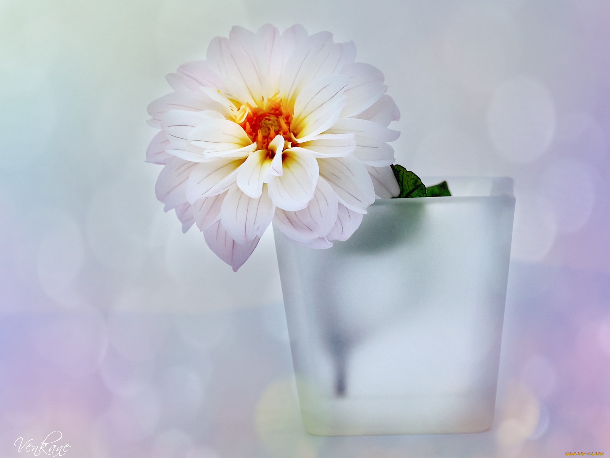 цветы, георгины, белый