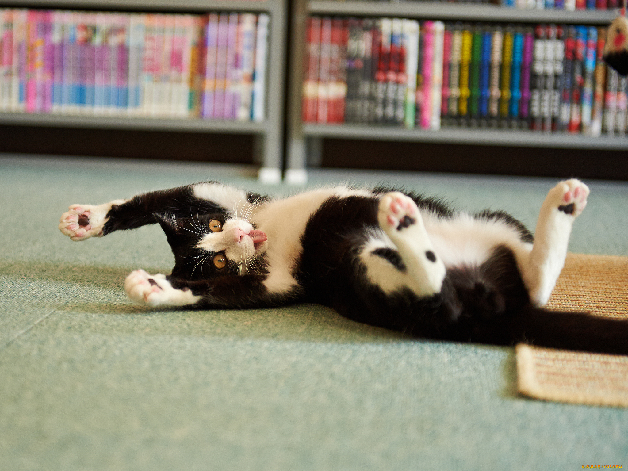 животные, коты, котэ, шалун