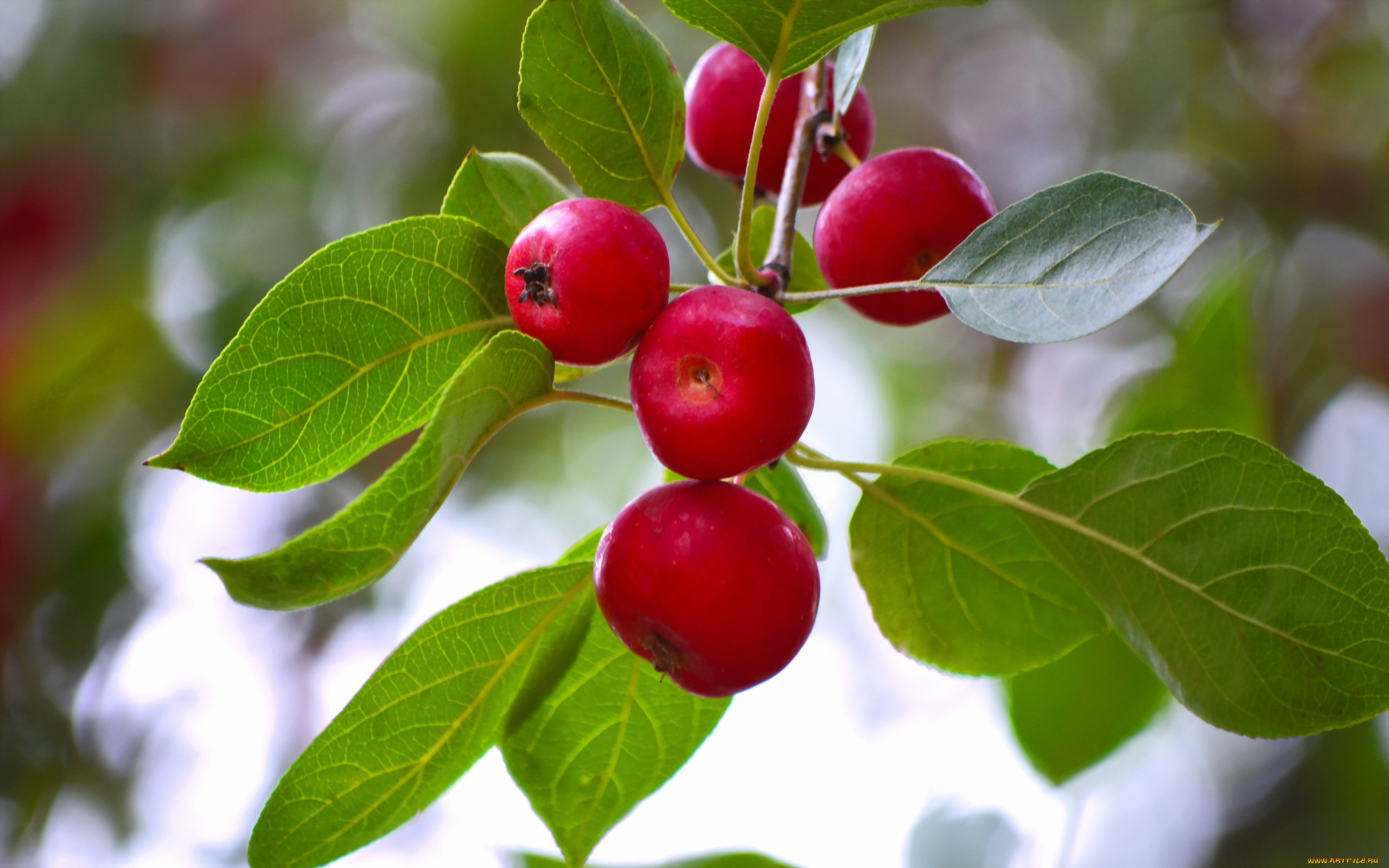 природа, плоды, яблоки, ветка