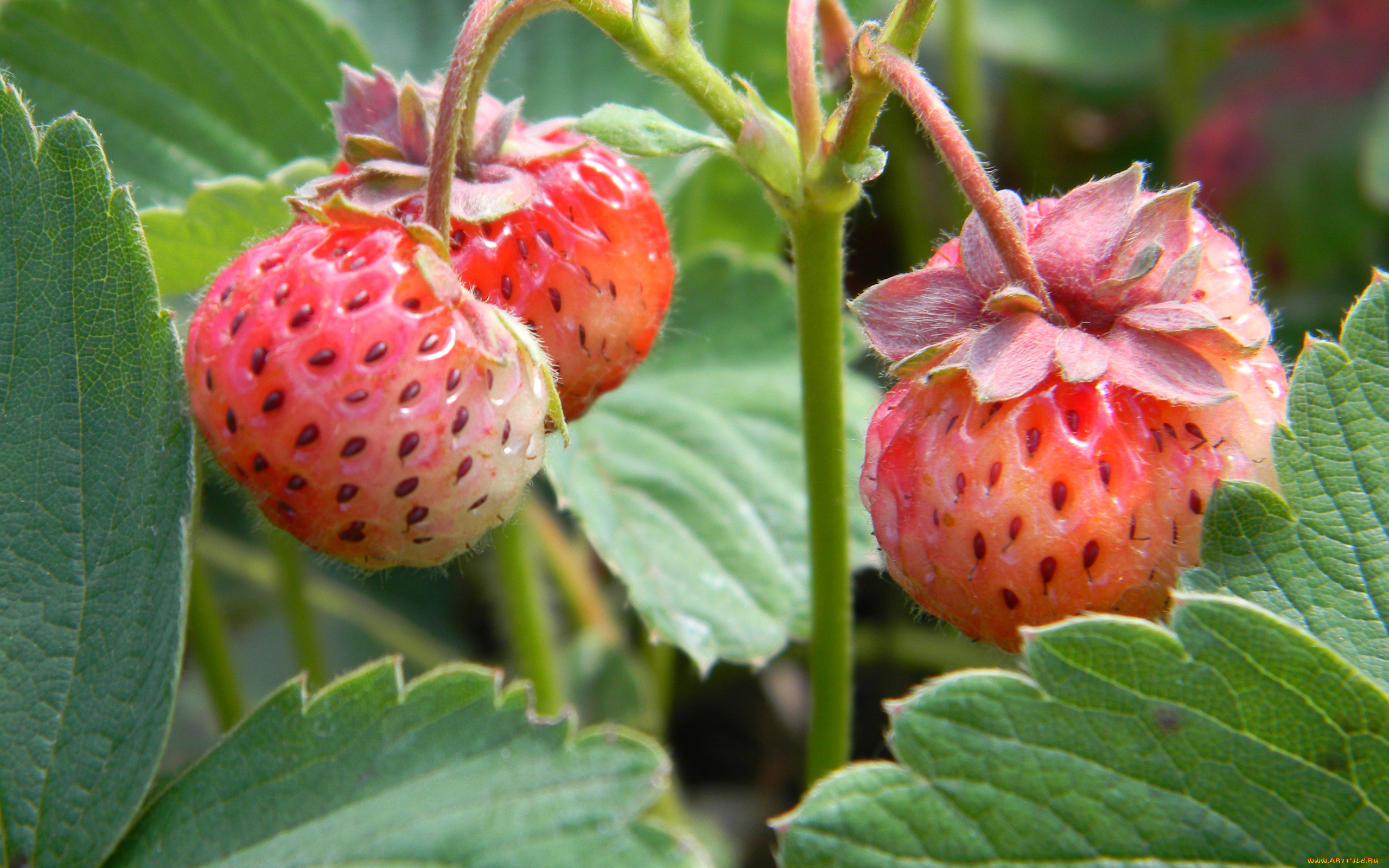 природа, Ягоды, клубника