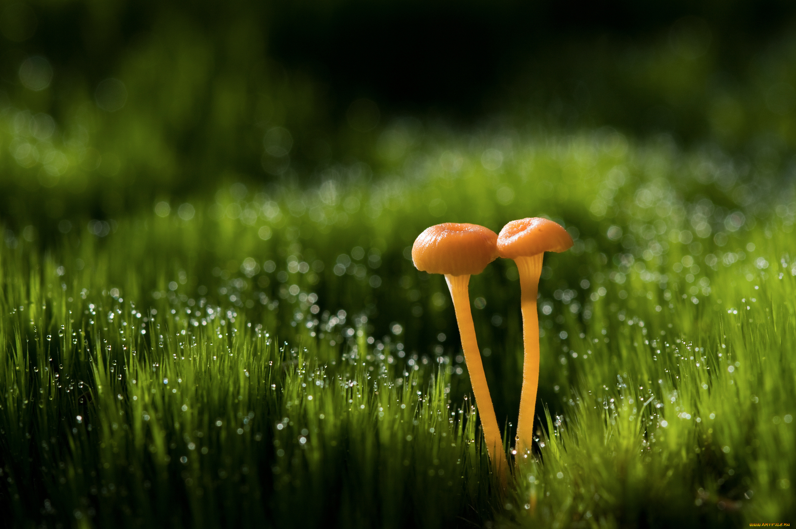 природа, грибы, роса, трава, грибочки