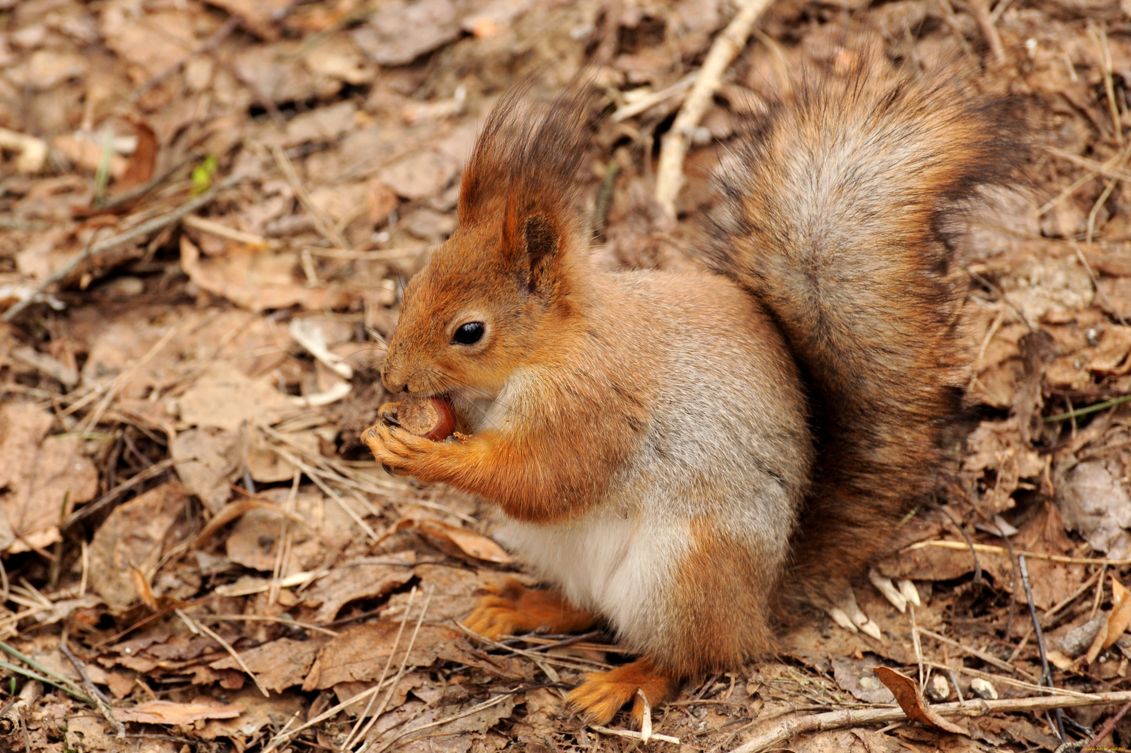 животные, белки, орех, рыжая, хвост
