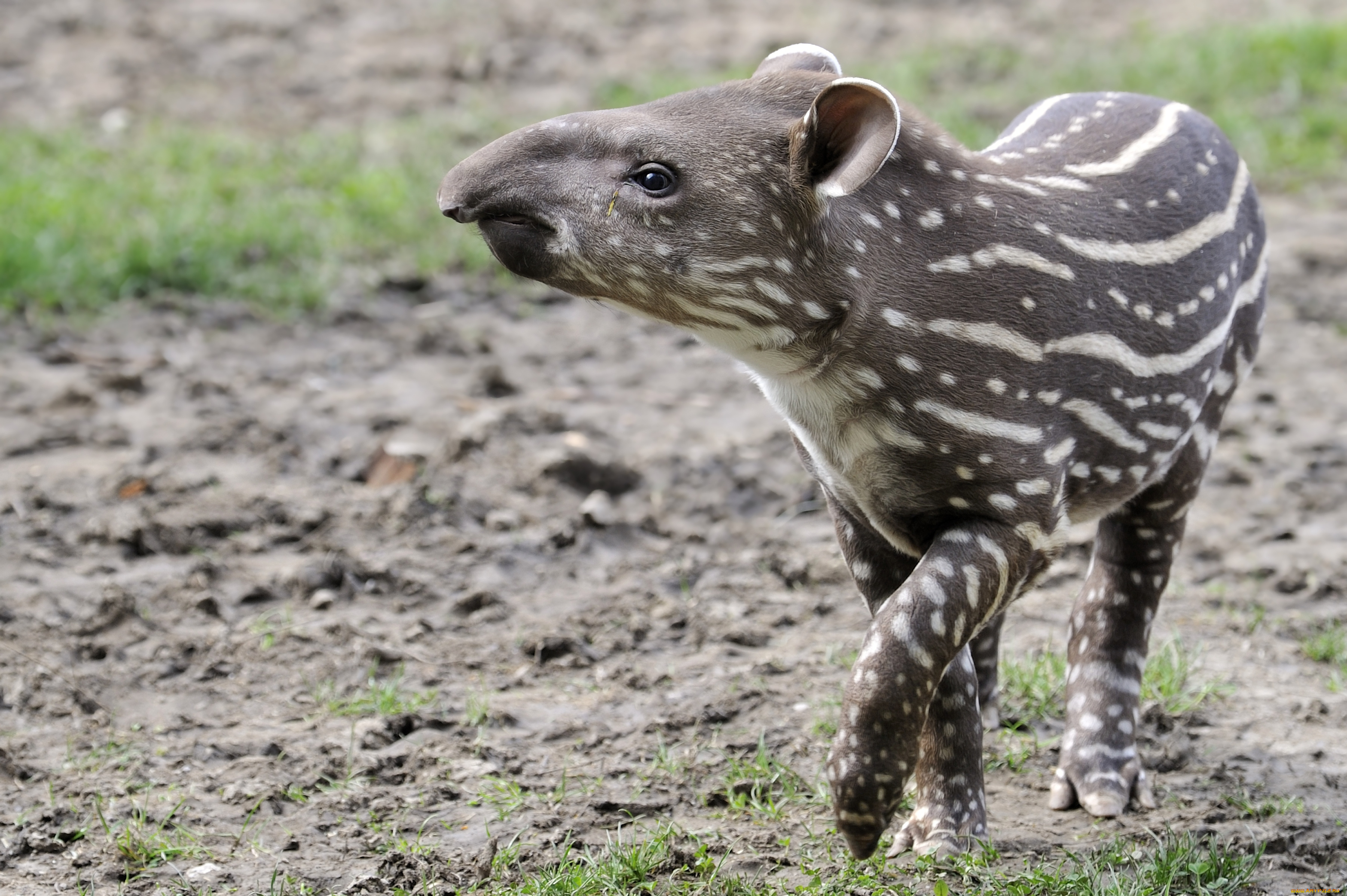 животные, тапиры, малыш, полосочки
