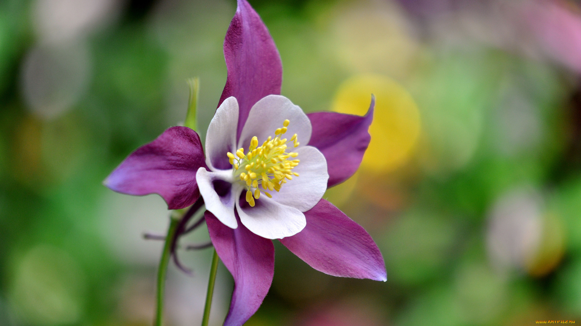 цветы, аквилегия, , водосбор, макро