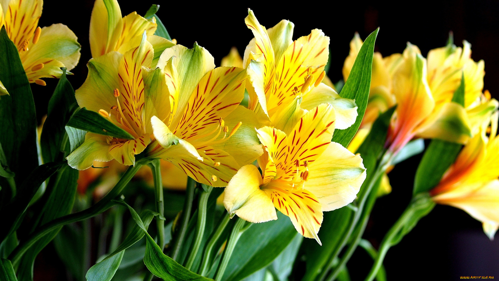 цветы, альстромерия, желтый