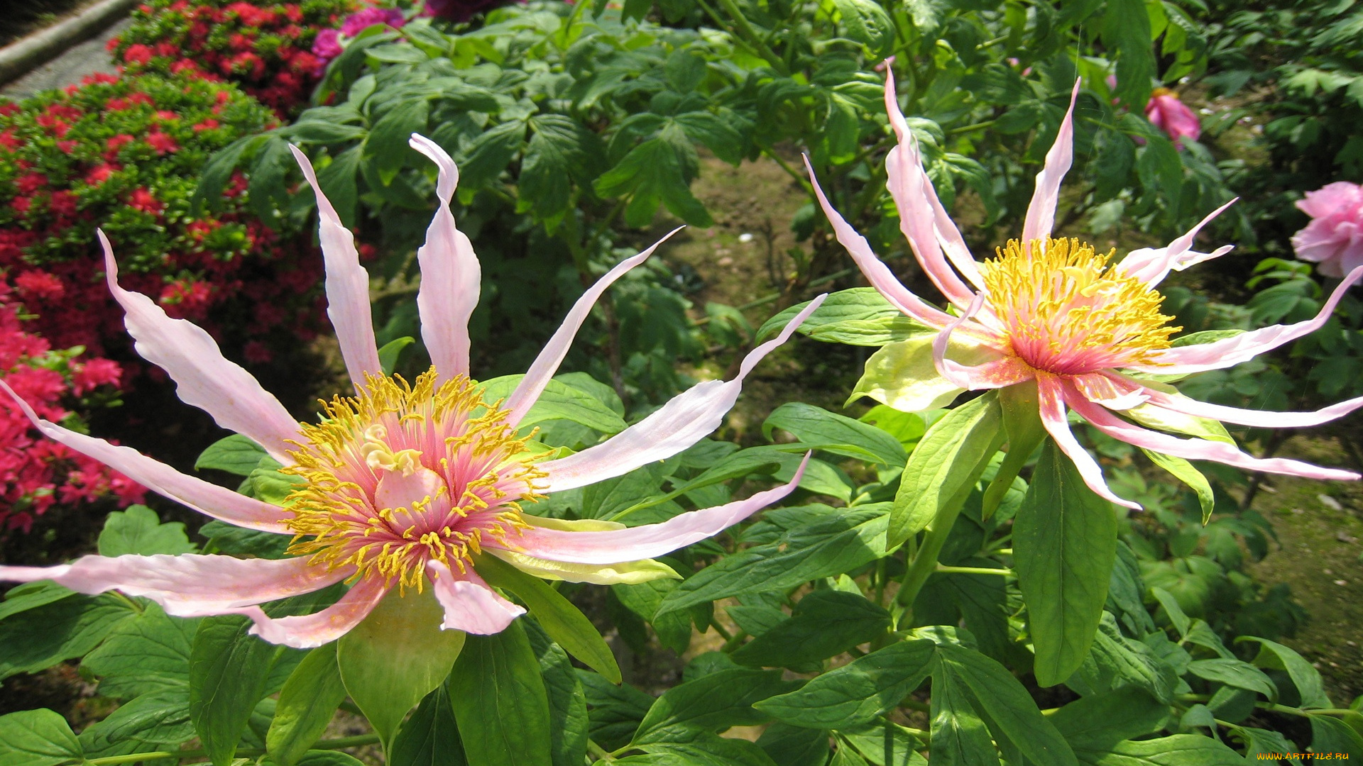 цветы, бутоны