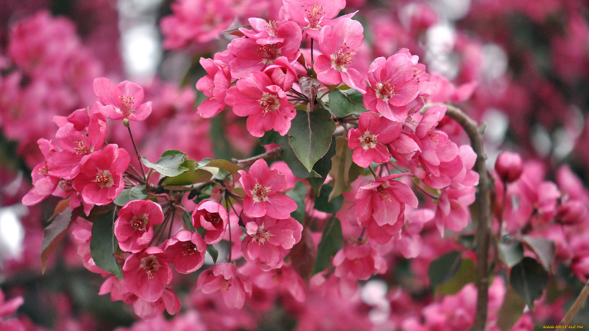 цветы, цветущие, деревья, , , кустарники, розовый