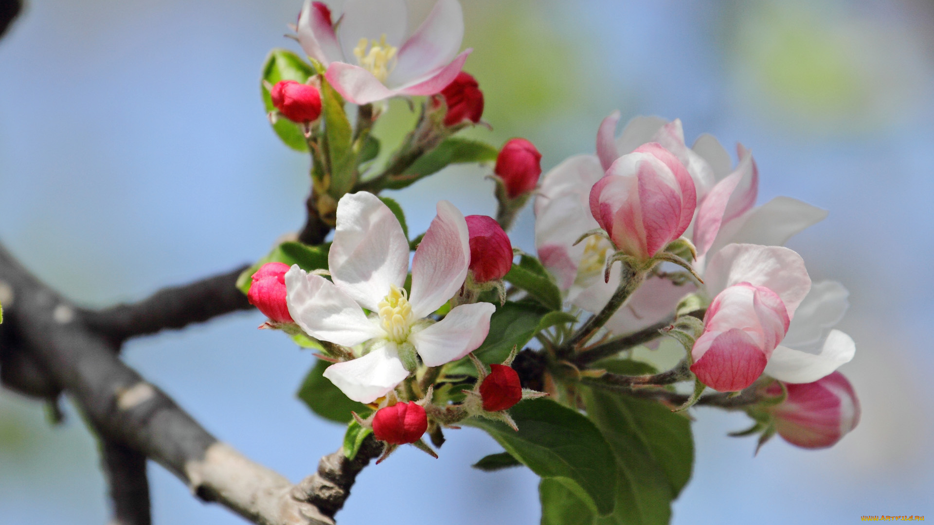 цветы, цветущие, деревья, , , кустарники, ветка, лепестки