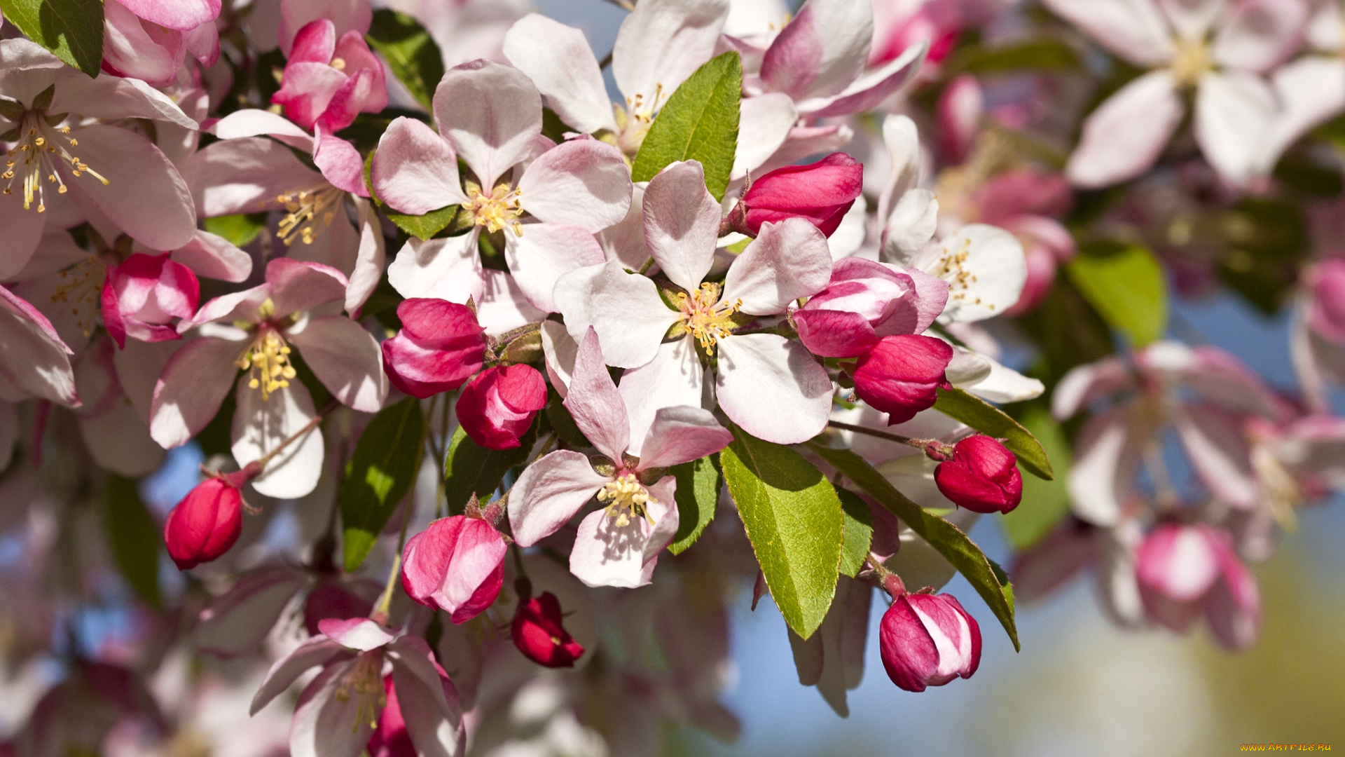 цветы, цветущие, деревья, , , кустарники, весна