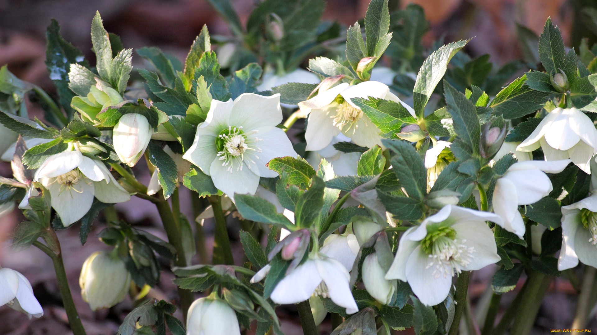 цветы, геллеборус, , морозник, белый