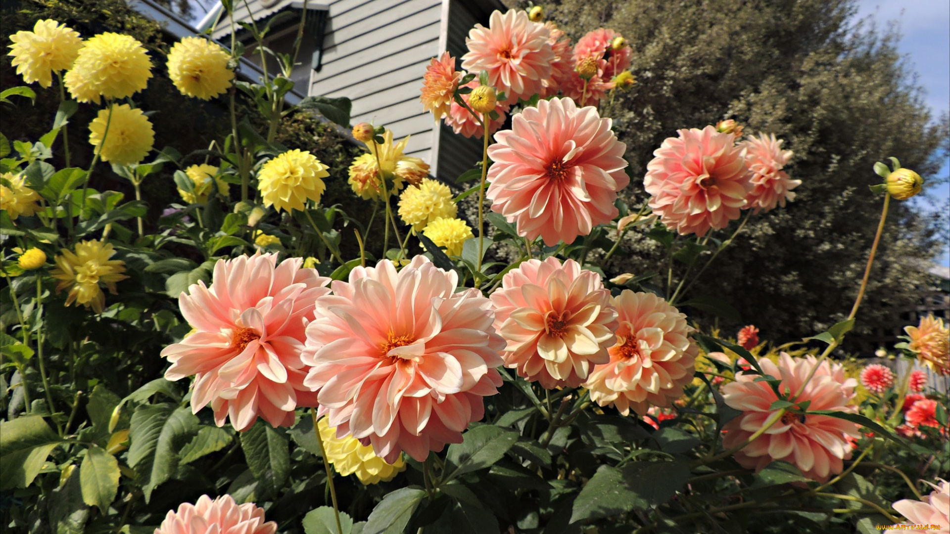 цветы, георгины