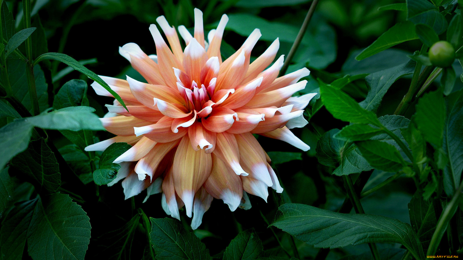 цветы, георгины, макро