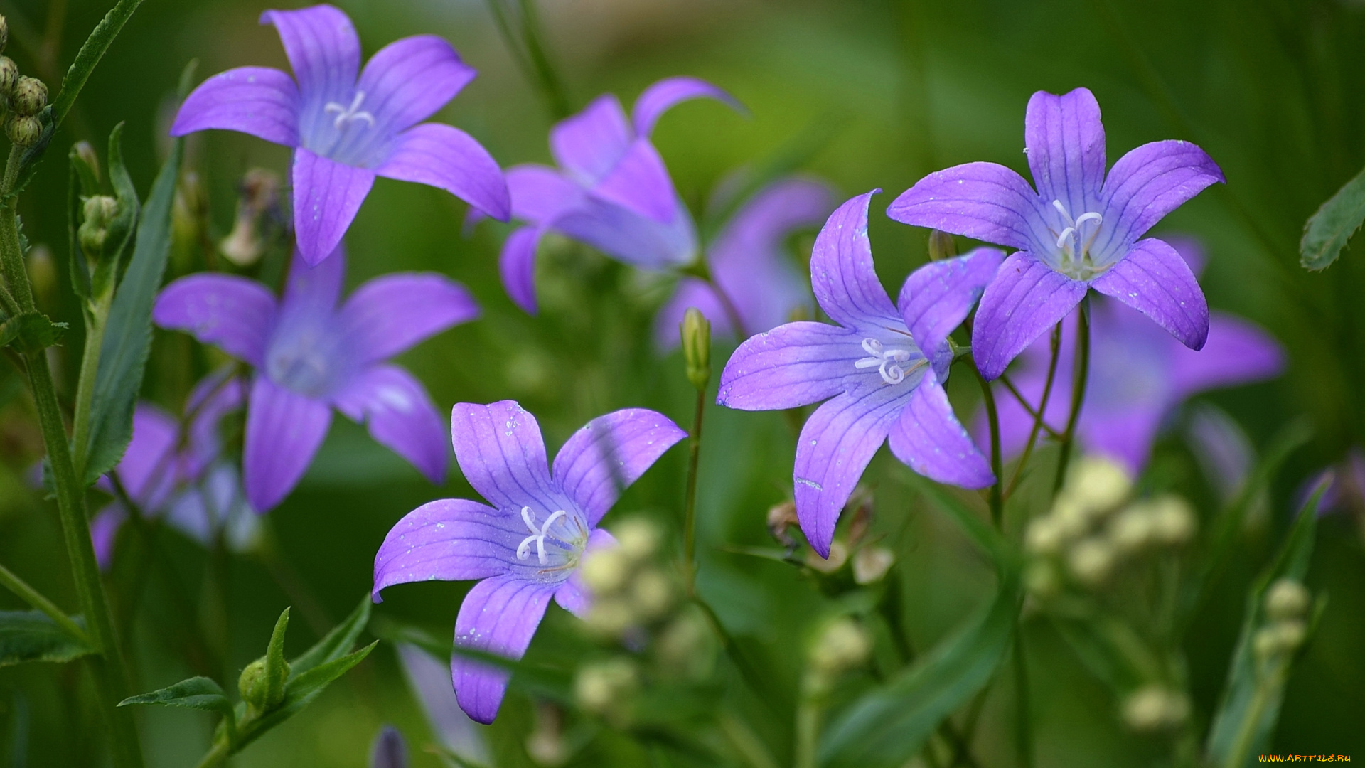 цветы, колокольчики, фиолетовый