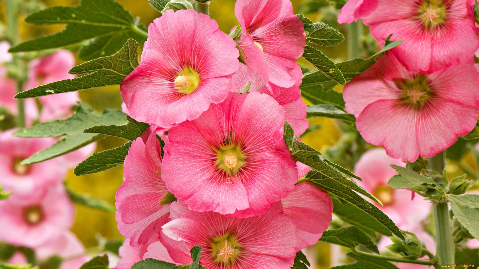 цветы, мальвы, розовый