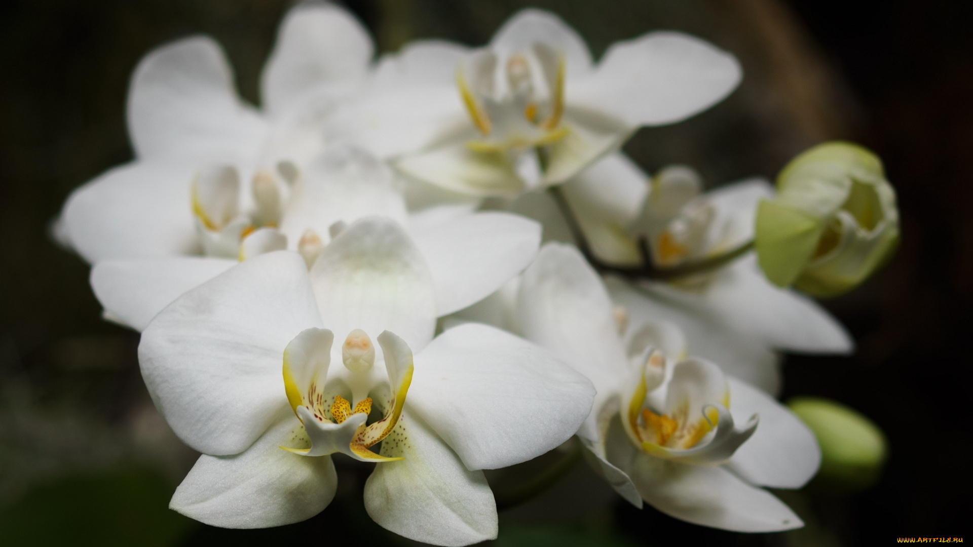 цветы, орхидеи, макро, лепестки, белый