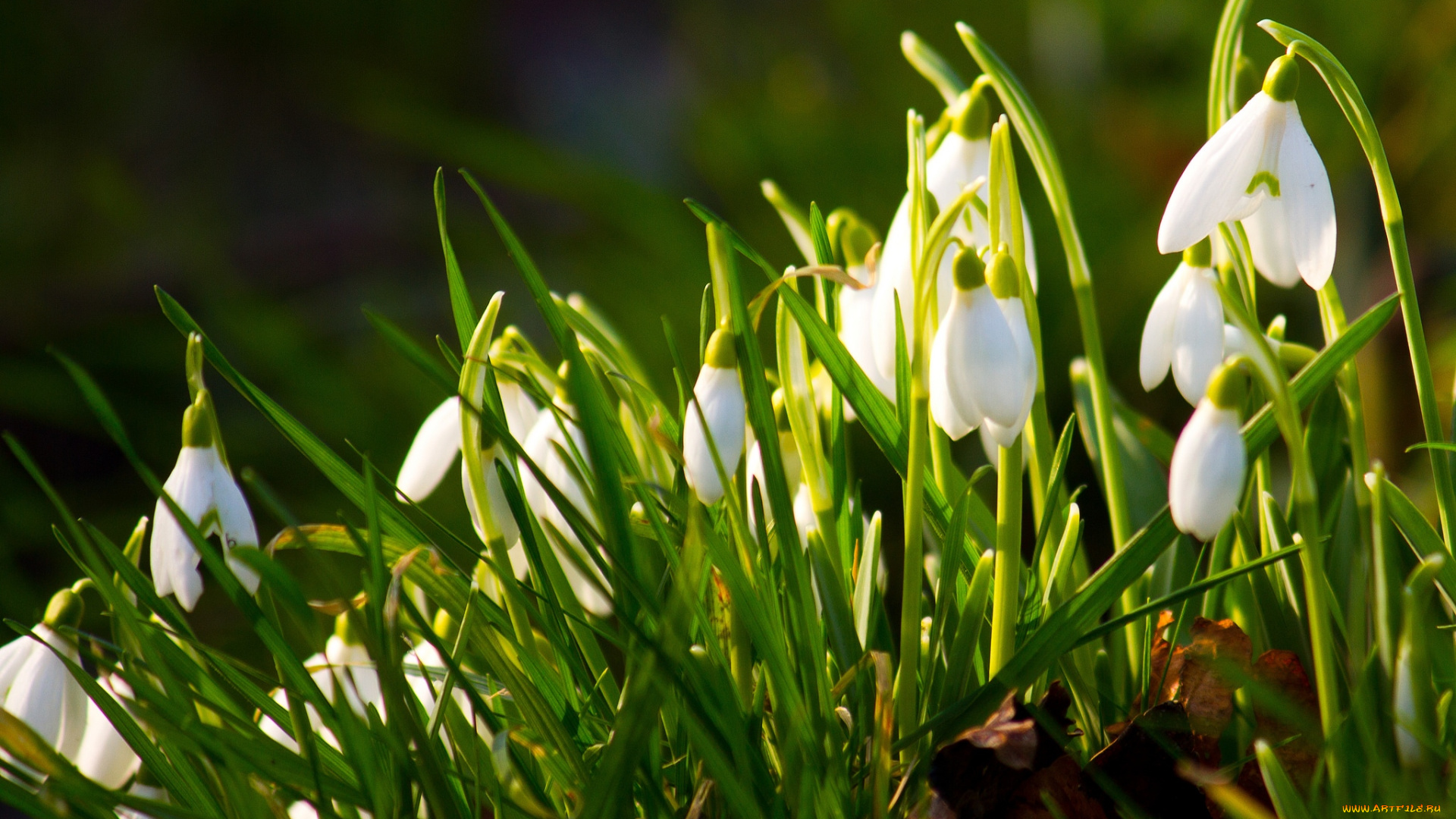 цветы, подснежники, , белоцветник, , пролески, весна