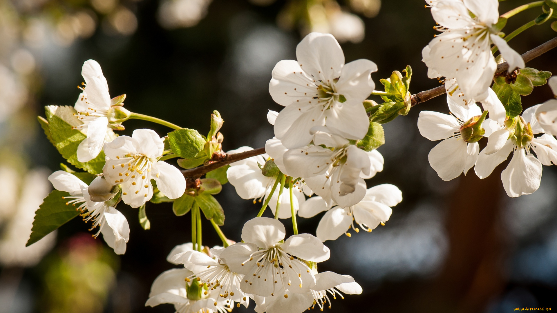 цветы, сакура, , вишня, весна, белые, ветка
