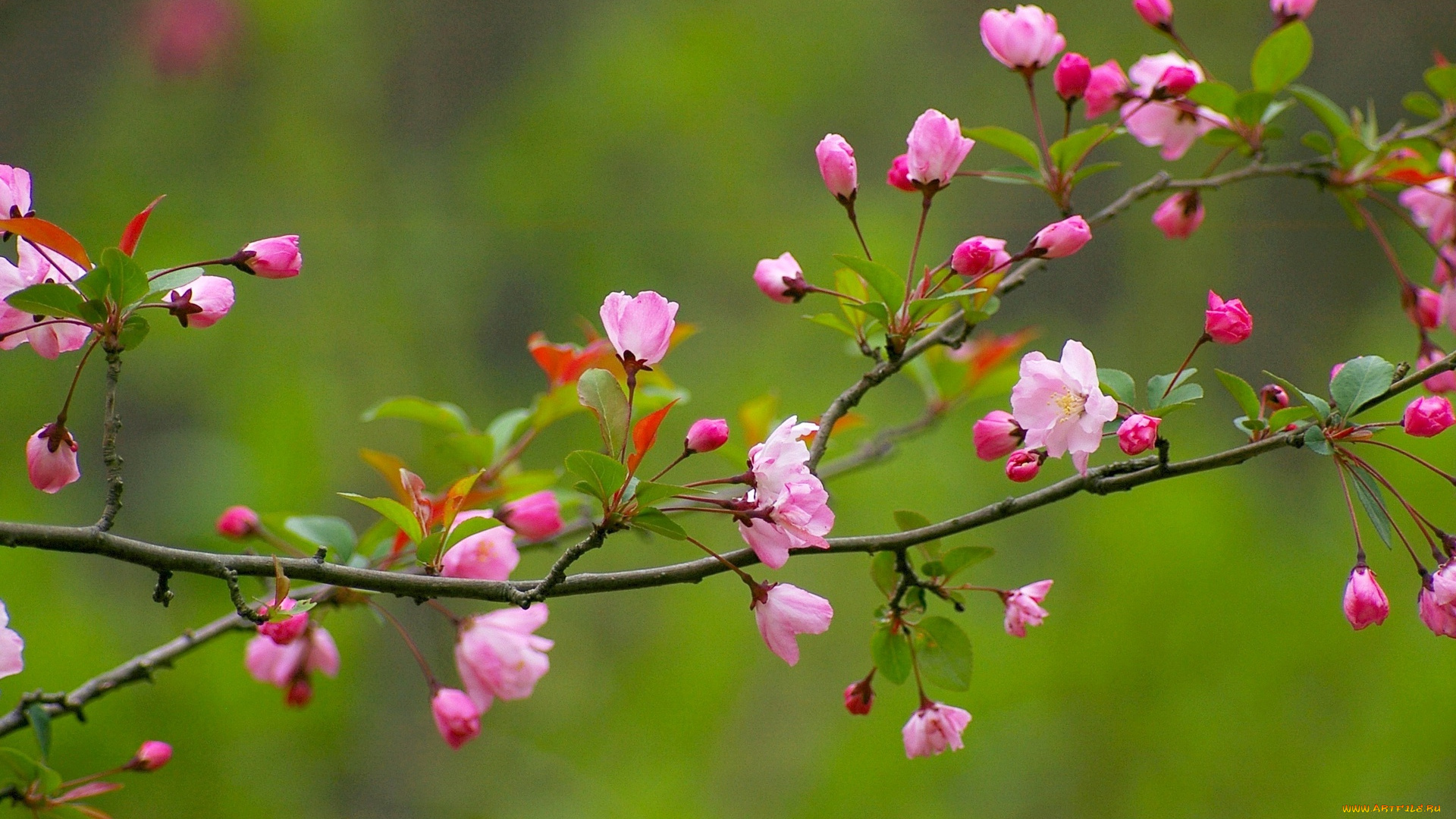 цветы, сакура, , вишня, ветка, лепестки