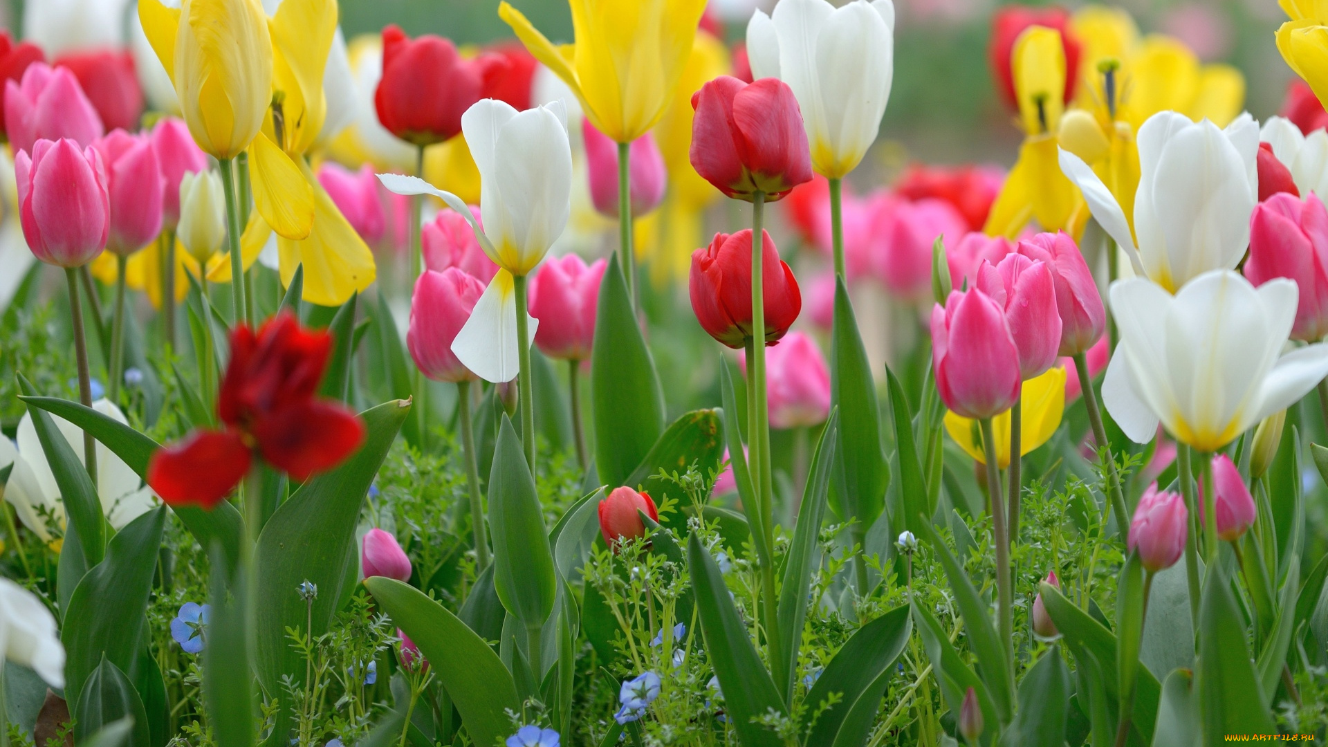 цветы, тюльпаны, бутоны