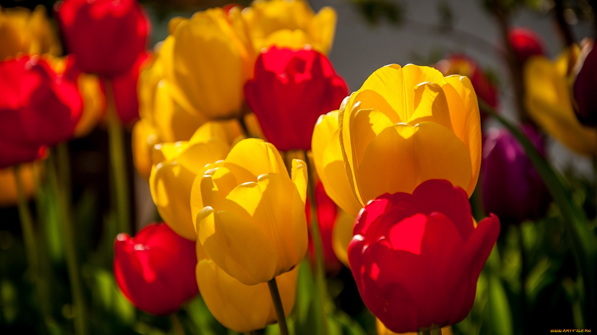 цветы, тюльпаны, макро, разноцветные