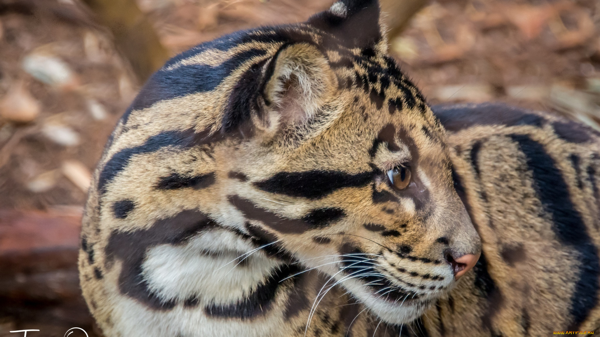 дымчатый, леопард, животные, леопарды, морда, кошка