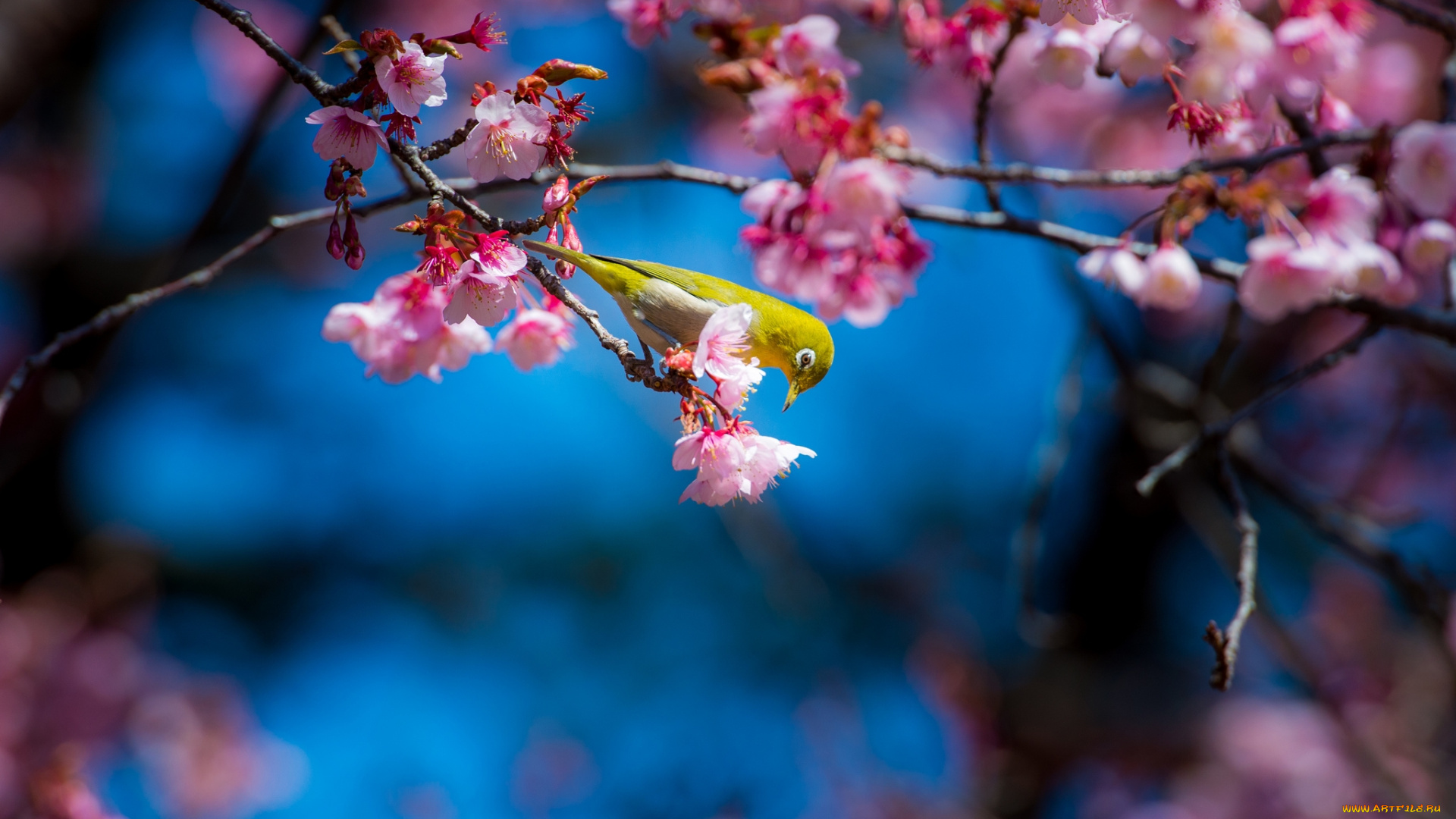 животные, белоглазки, сакура