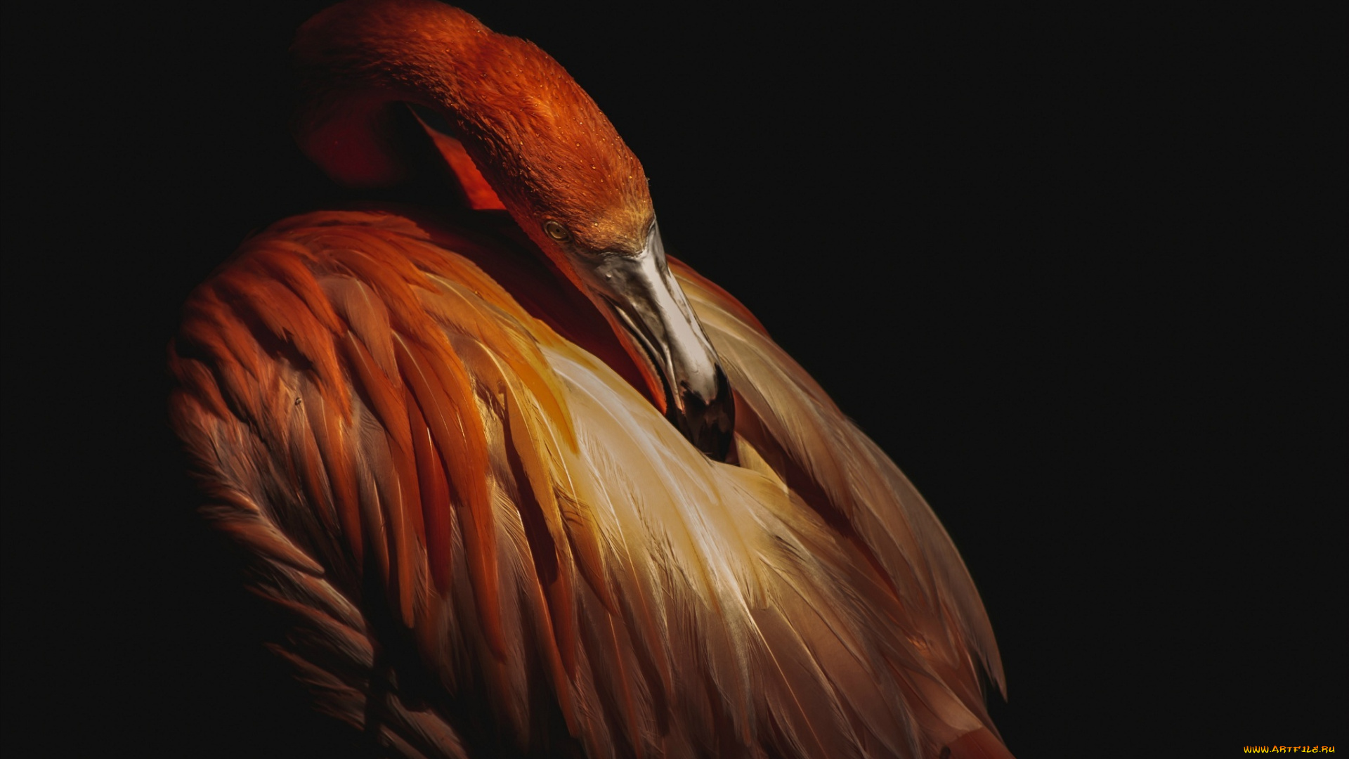 животные, фламинго, клюв, перья, птица