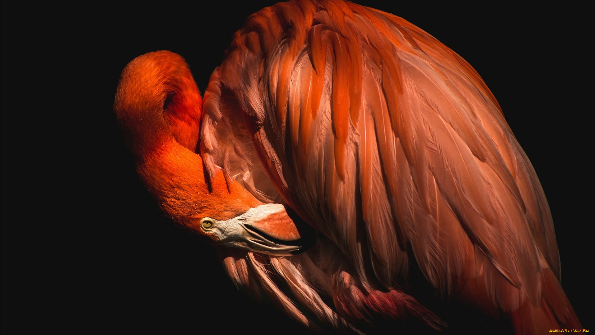 животные, фламинго, птица, клюв, перья, профиль