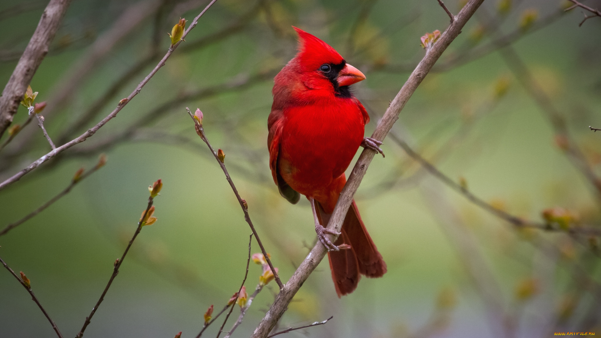 животные, кардиналы, красный