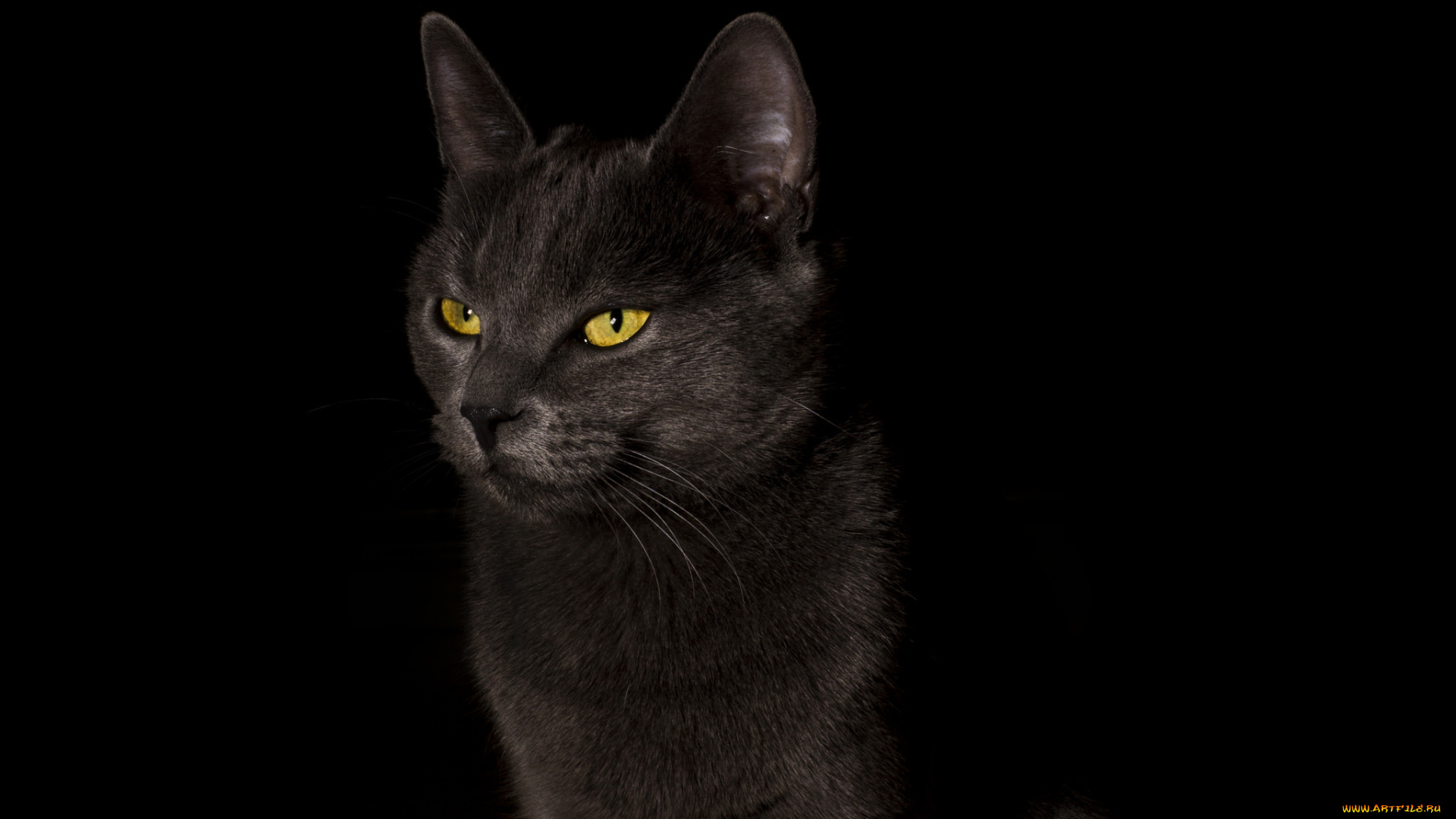 животные, коты, cat, черный, фон, кошка, black