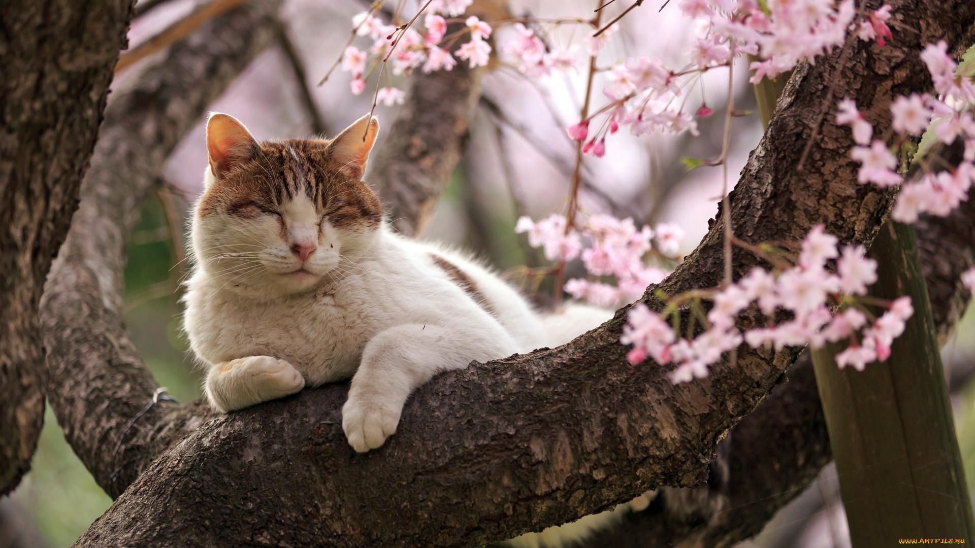 животные, коты, ветка, сон, кот