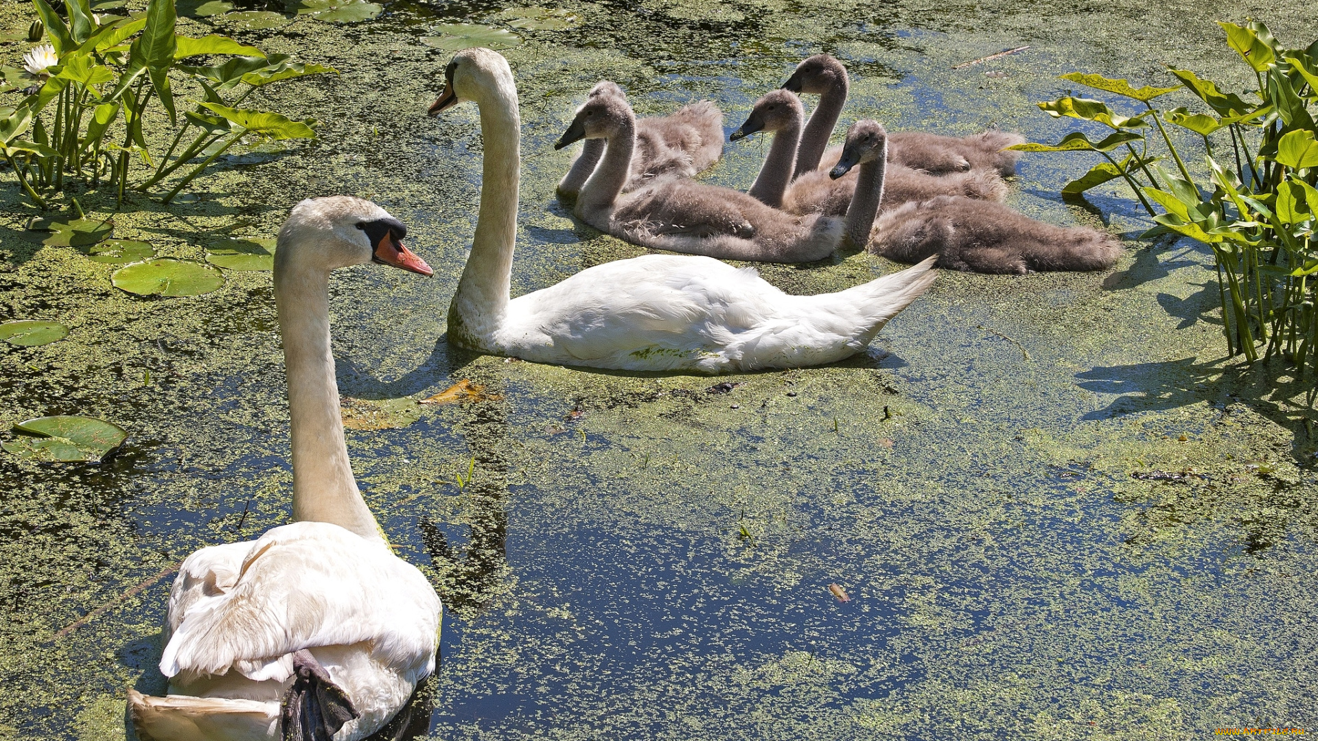 животные, лебеди, семья