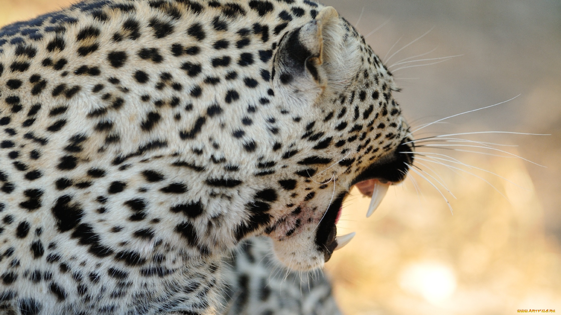 животные, леопарды, мех, пятна, клыки, пасть, оскал, кошка