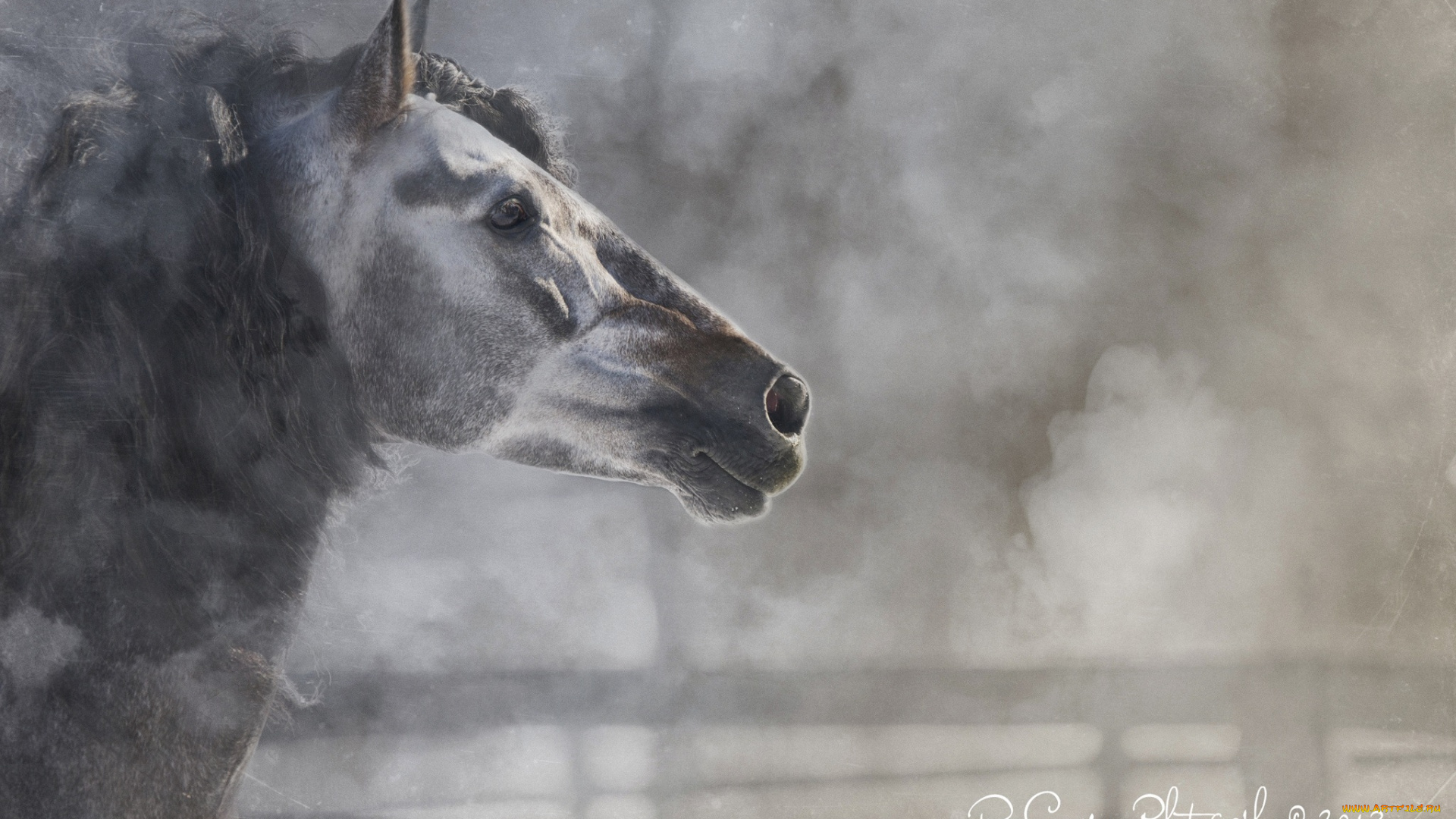 животные, лошади, зима, профиль, морда, конь