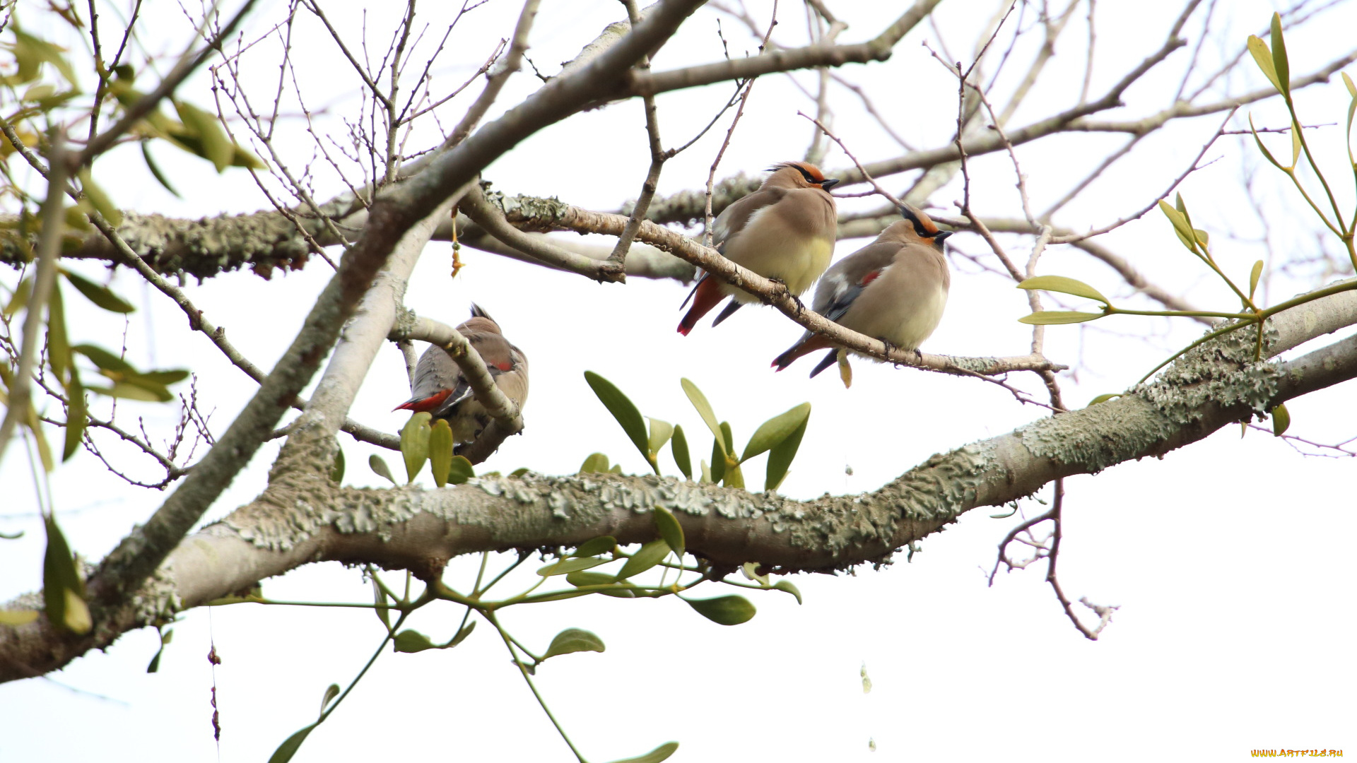 животные, свиристели, птицы, ветки