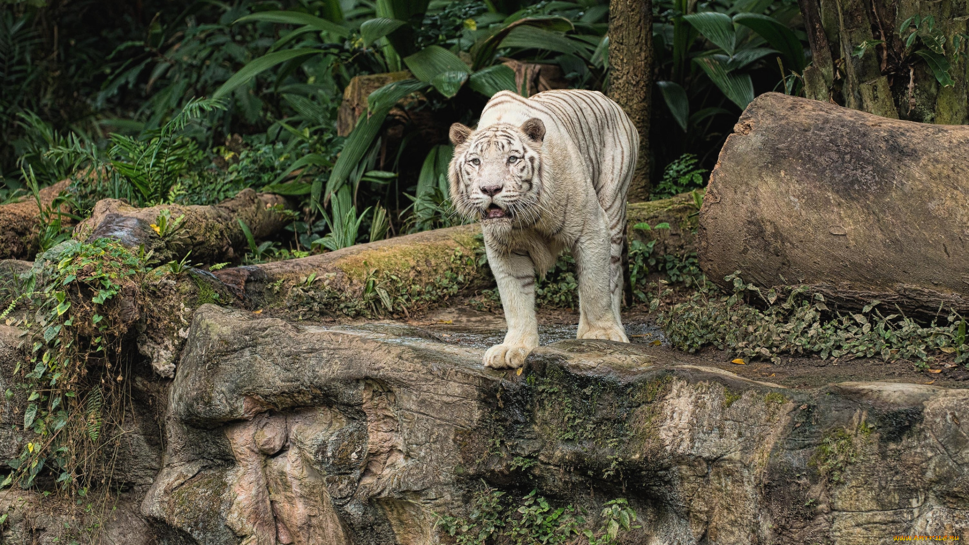 животные, тигры, белый